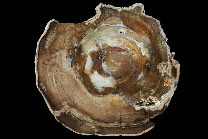 Petrified Wood (Cherry) Round - McDermitt, Oregon #93828